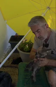 Eine Lebenskette für einen Kleinen Fuchs